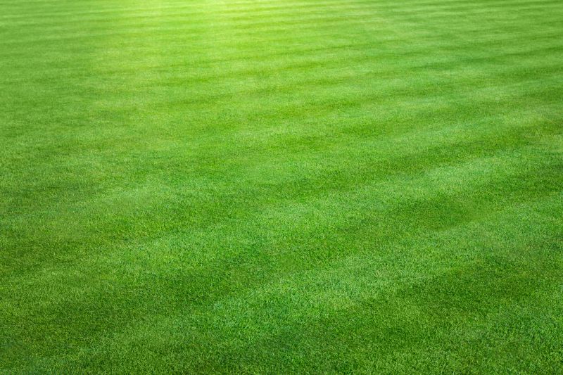 Healthy Lawn Growth